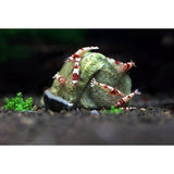 SunsGrow shrimp rocks for crayfish, hermit crab, snails, aquarium decor, crustacean care, nano tank accessories, fish tank supplies