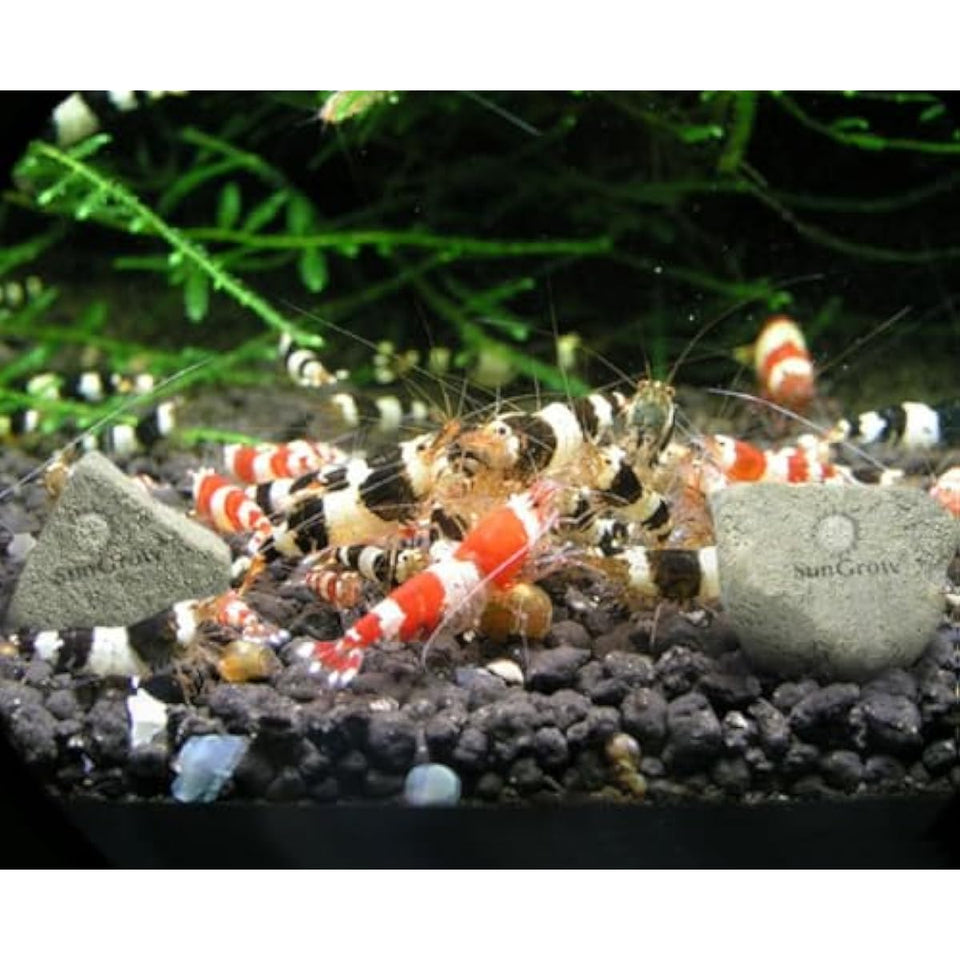 SunsGrow shrimp rocks for crayfish, hermit crab, snails, aquarium decor, crustacean care, nano tank accessories, fish tank supplies