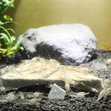 SunsGrow shrimp rocks for crayfish, hermit crab, snails, aquarium decor, crustacean care, nano tank accessories, fish tank supplies
