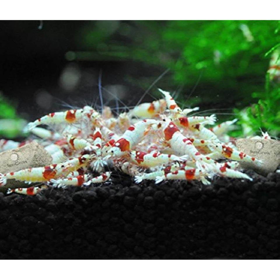 SunsGrow shrimp rocks for crayfish, hermit crab, snails, aquarium decor, crustacean care, nano tank accessories, fish tank supplies