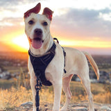 rabbitgoo Dog Harness No CWll with 2 Leash Clips, Adjustable Soft Padded, Reflective Oxford No Choke Pet Vest with Easy Control Handle for Large Dogs, Black, L