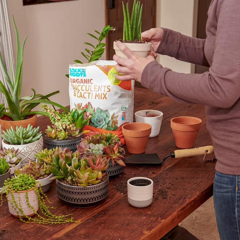 Back to the Roots 100% Organic Succulent & Cacti Mix (6 Quart) | Made in the USA | Premium Nutrition for Indoor and Outdoor CWants