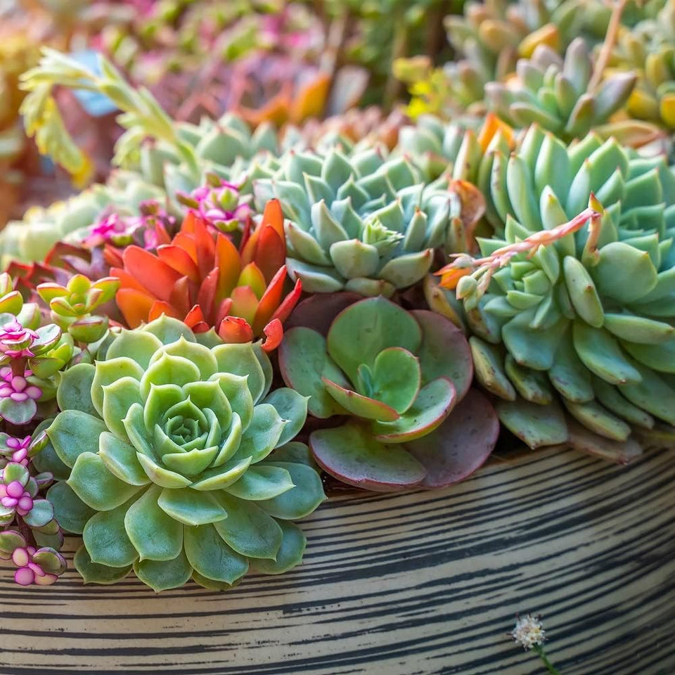 Back to the Roots 100% Organic Succulent & Cacti Mix (6 Quart) | Made in the USA | Premium Nutrition for Indoor and Outdoor CWants