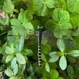 2026 New 40 Pcs Dragon Fly Clips for Bugs Repellent, 3D Artificial Dragonfly Hat Clip, Dragonfly Garden Decor (10PCS)