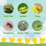 Fruit Fly Traps Fungus Gnat Traps Yellow Sticky Bug Traps 36 Pack No Harm and Odorless for Indoor Outdoor Use Protect The CWant