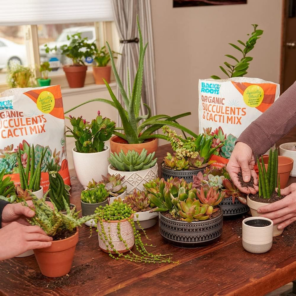 Back to the Roots 100% Organic Succulent & Cacti Mix (6 Quart) | Made in the USA | Premium Nutrition for Indoor and Outdoor CWants