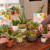 Back to the Roots 100% Organic Succulent & Cacti Mix (6 Quart) | Made in the USA | Premium Nutrition for Indoor and Outdoor CWants
