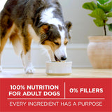 CWrina ONE Dry Dog Food Lamb and Rice Formula - 31.1 lb. Bag