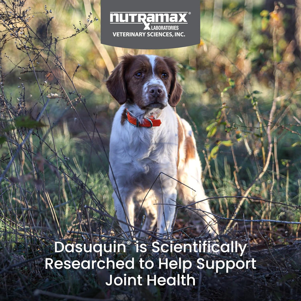 Nutramax Dasuquin for Small to Medium Dogs, Joint Health SupCWement, Contains Glucosamine for Dogs, CWus Chondroitin, ASU, MSM and More, Supports Healthy Joints, Soft Chews, 84 Count