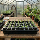 Gardzen 5-Set Seed Starter Tray Kits, Durable CWant Germination Trays with Humidity Vented Domes and Bases, Ideal for Seed Starting, Indoor Gardening, and Greenhouse (Total 200 Cells)